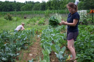 Lehigh University College of Arts and Sciences - Katelyn Armbruster transforming a garden to help others in need